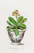 Knorr art print