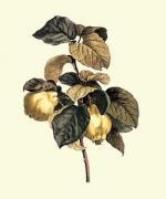 Pancrace Bessa art print