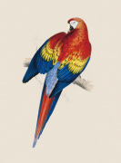 Edward Lear art print