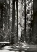 Ansel Adams art print