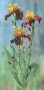 Jan Sacca art print