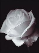 Bill Philip art print