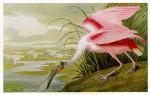 John James Audubon art print