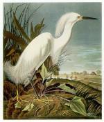 John James Audubon art print