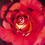 Jennifer Harmes art print