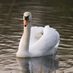 Swan giclee art print