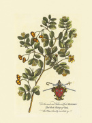 The Archbishop Of York Botanical art print