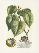 The Duke Of Dorset Botanical art print