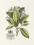 The Earl Of Halifax Botanical art print