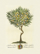 The Lord Bishop Of London Botanical art print