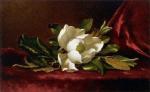 Martin Johnson Heade art print