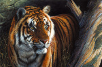 Kim Thompson art print