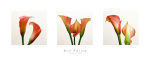 Bill Philip art print