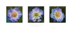 Bill Philip art print