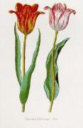 Knorr art print