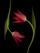 Assaf Frank art print