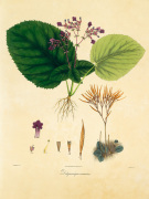 Nathaniel Wallich art print