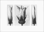 Karl Blossfeldt art print
