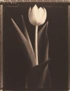 Tom Baril art print