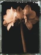 Talli Rosner-Kozuch art print