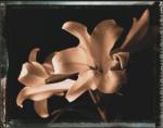 Talli Rosner-Kozuch art print