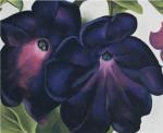 Georgia O'Keeffe art print