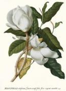 Georg Dionysus Ehret art print
