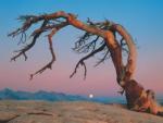 William Neill art print