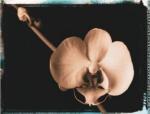 Talli Rosner-Kozuch art print