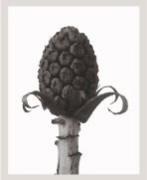 Karl Blossfeldt art print
