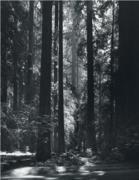 Ansel Adams art print