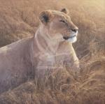 Daniell & Smith art print
