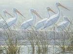 Robert Bateman art print