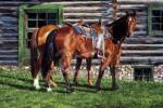 Ann Hanson art print