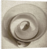 Mandolfo art print - Cut Shell poster