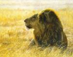 John Banovich art print