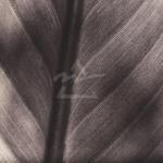 Canales art print
