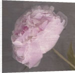 Erin Clark art print - Fleur poster