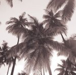 Michael Kahn art print