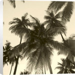 Michael Kahn art print - Island Palms poster
