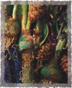 Jim Frankoski art print
