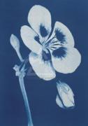 Hager art print