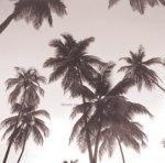 Michael Kahn art print