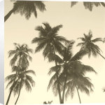 Michael Kahn art print - Palm Silhouette poster