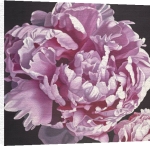 Hellman art print - Peony 1 poster
