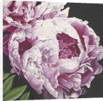 Hellman art print - Peony 2 poster