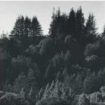 Ansel Adams art print
