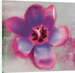 Erin Clark art print - Pink Flower poster