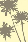 Pompom Brule (reverse) art print