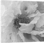 Perry King art print - Poppy poster